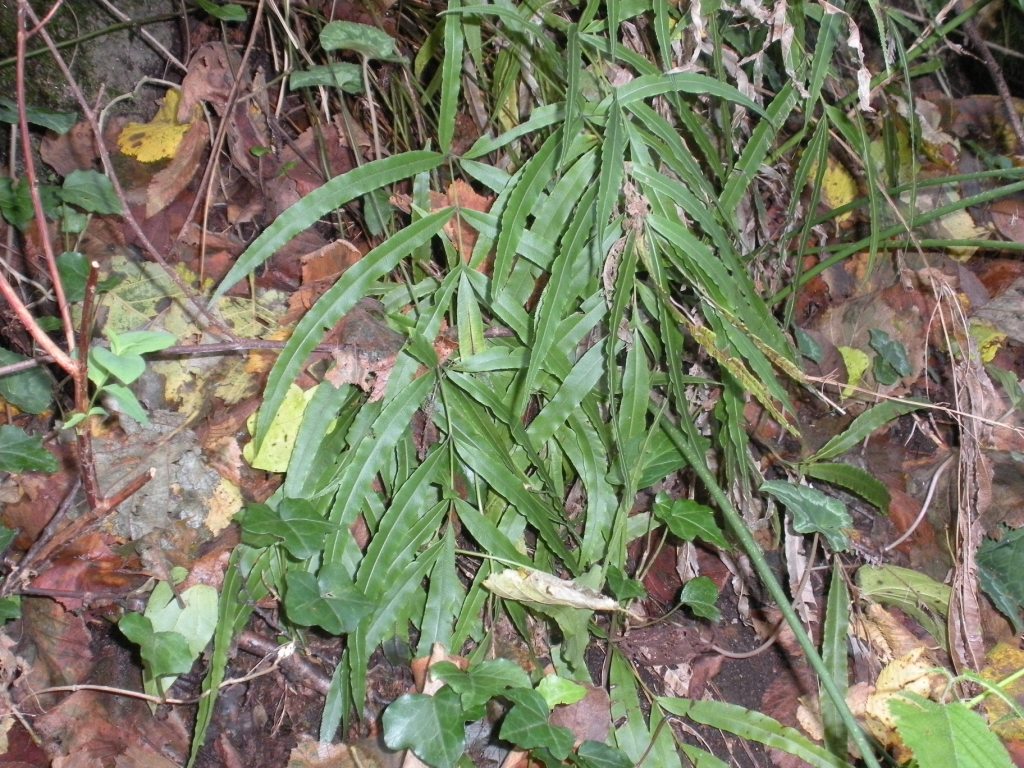 Pteris cretica / Pteride di Creta